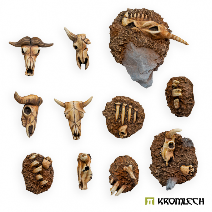 Animal Skulls & Bones